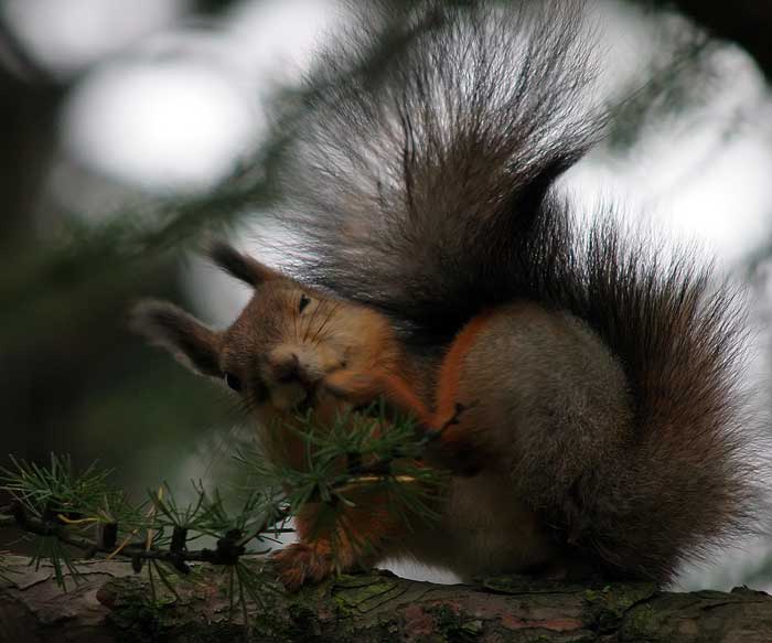 squirrels suffer from itch too