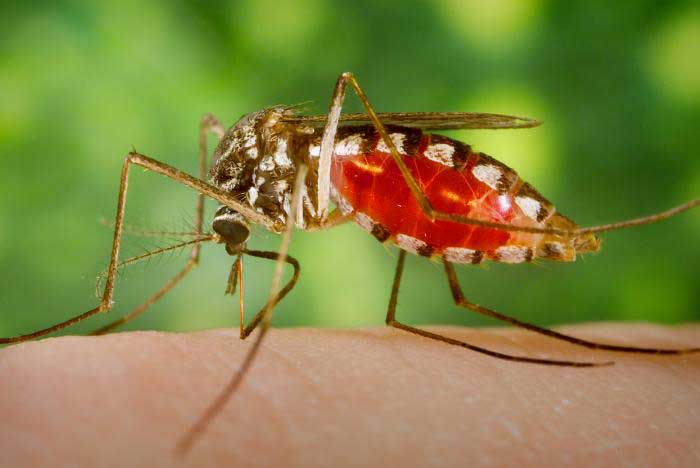 mosquito biting a finger causing itch