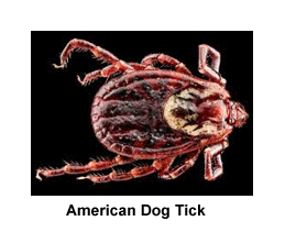 American_Dog_Tick