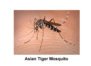 Asian_Tiger_Mosquito