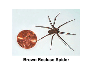 Brown_Recluse_Spider