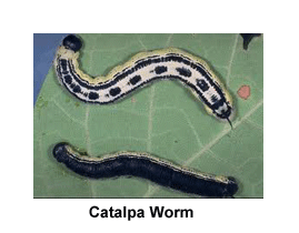 Catalpa_Worm