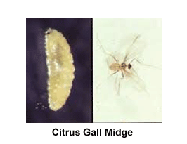 Citrus_Gall_Midge