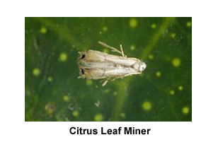 Citrus_Leaf_Miner