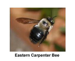 Eastern_Carpenter_Bee