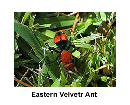 Eastern_Velvet_Ant