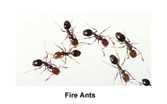 Fire_Ant