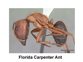 Florida_Carpenter_Ant