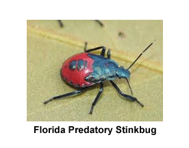 Florida_Predatory_Stinkbug