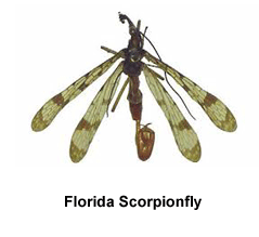 Florida_Scorpionfly