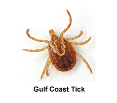 Gulf_Coast_Tick