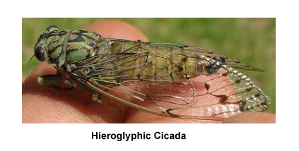 Hieroglyphic_Cicada