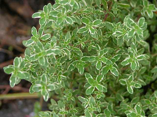 Lemon_Thyme_Thymus_citriodorus_variegata