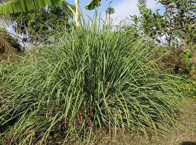 Lemongrass-cymbopogon