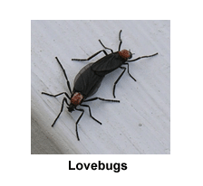 Lovebugs