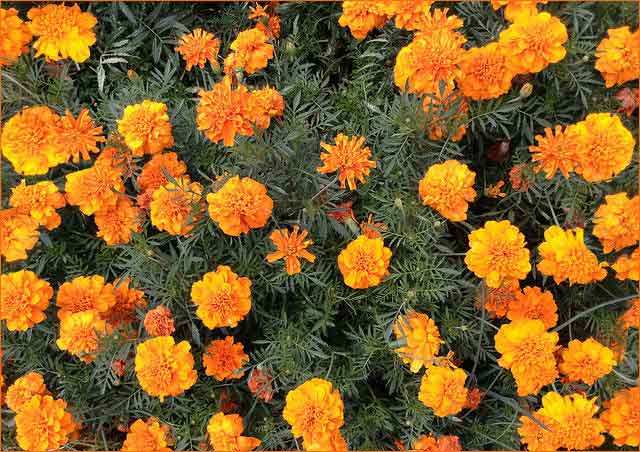 Marigolds essential oils are mosquito repellent