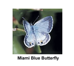 Miam_Blue_Butterfly