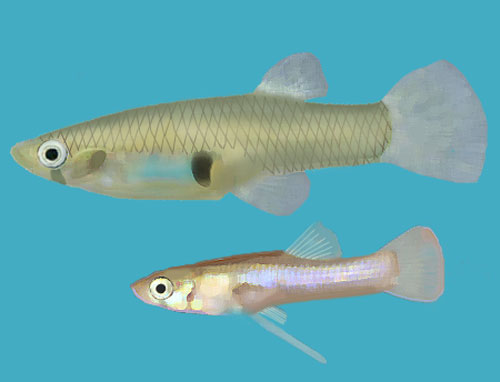 Mosquitofish-Gambusia_holbrooki