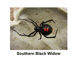 Southern_Black_Widow