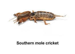 Southern_Mole_Cricket