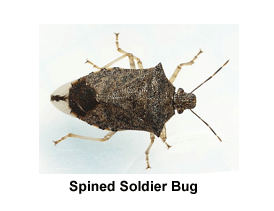 Spined_Soldier_Bug