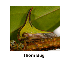 Thorn_Bug