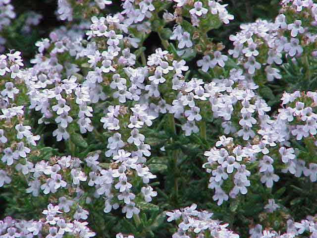 Thymus_vulgaris