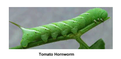Tomato_Hornworm