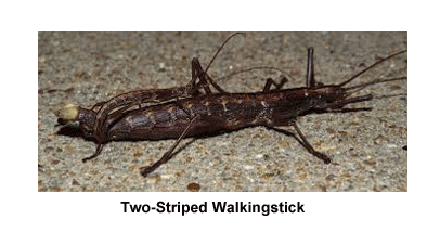 Bee Swarm Stick Bug Song