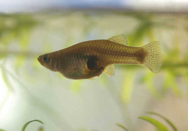 Western-Mosquitofish