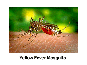 Yellow_Fever_Mosquito