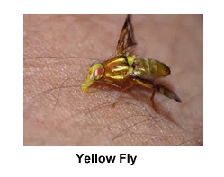 Yellow_Fly