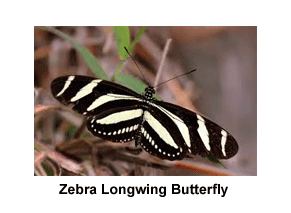 Zebra_Longwing_Butterfly