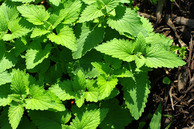 catnip, a common mosquito repelling plant