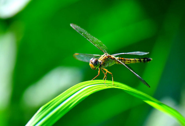 dragonflies prey on both mosquitoes and their larvae
