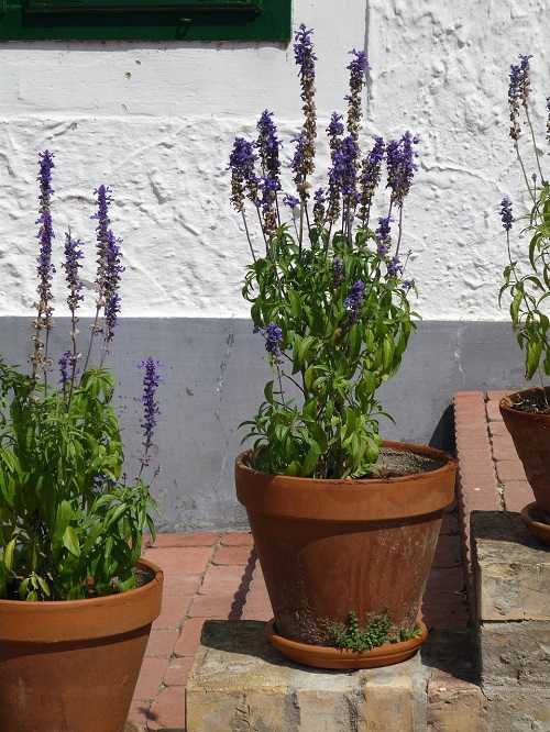 Lavender, a popular mosquito repellent plant