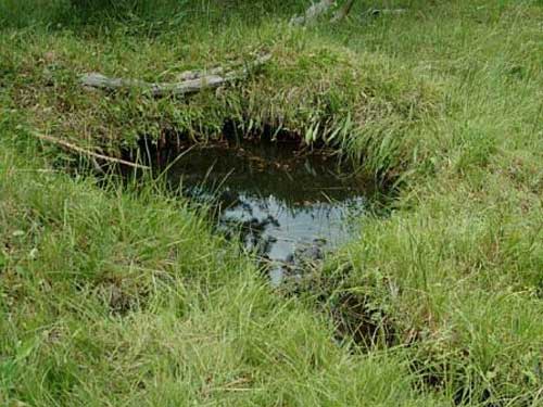 mosquitoes love soggy soil 