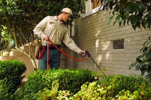 spraying the yard with an insecticide