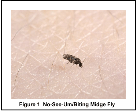 tiny-black-bugs-on-skin