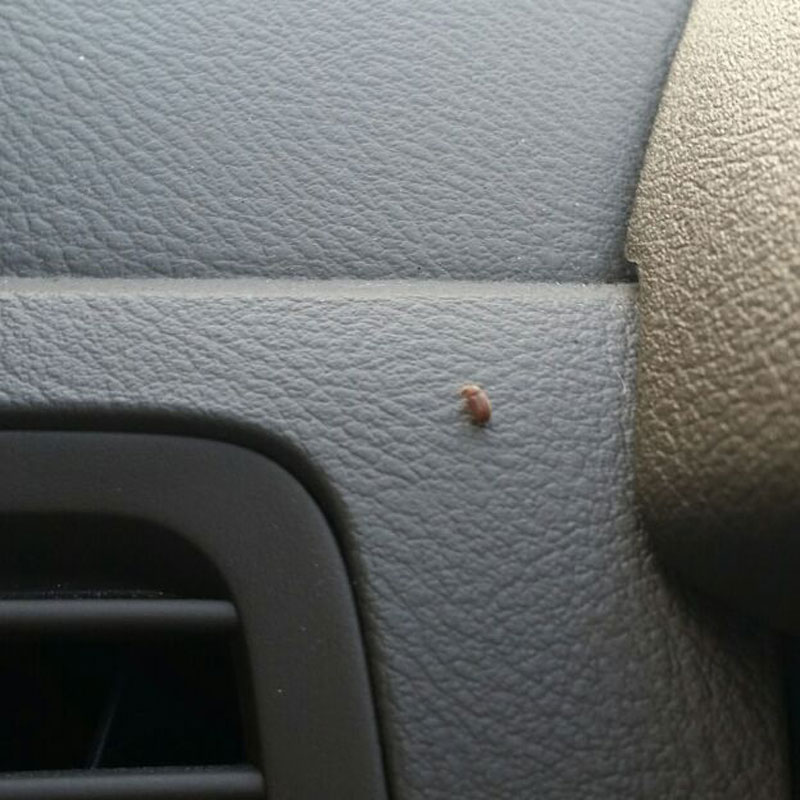 tiny-red-bugs-in-car