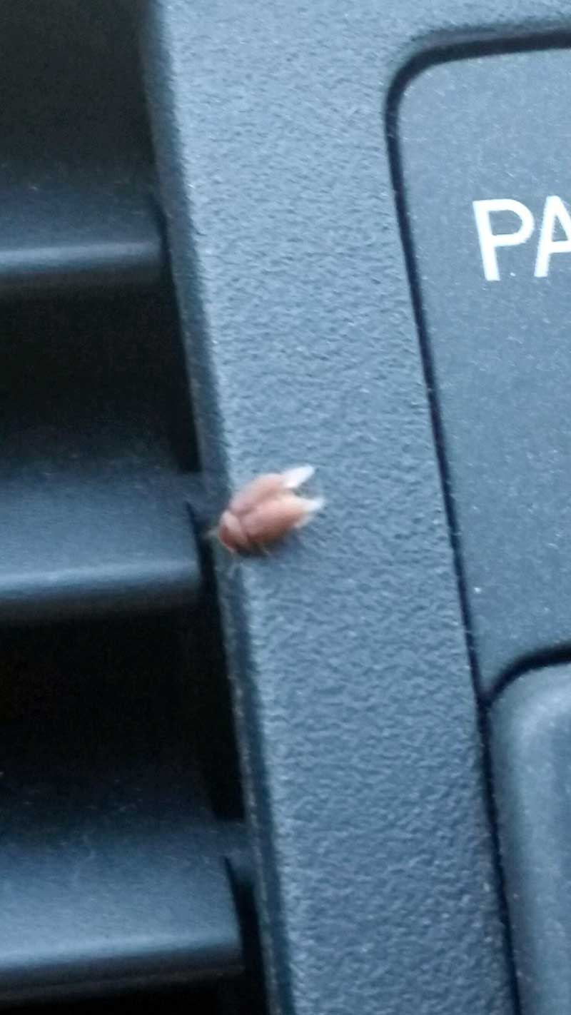 tiny-red-bugs-in-car1