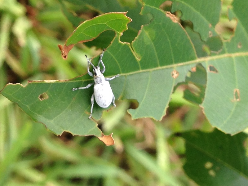 what insect is eating my plant leaves