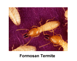 termite formosan invasive