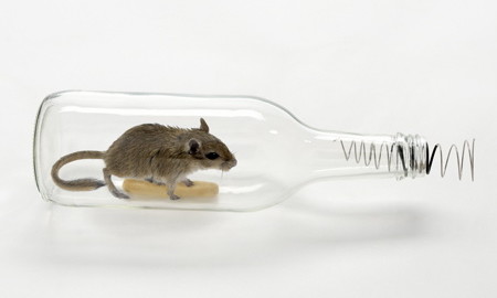 How To Get Rid Of Mice In House Without Killing Them