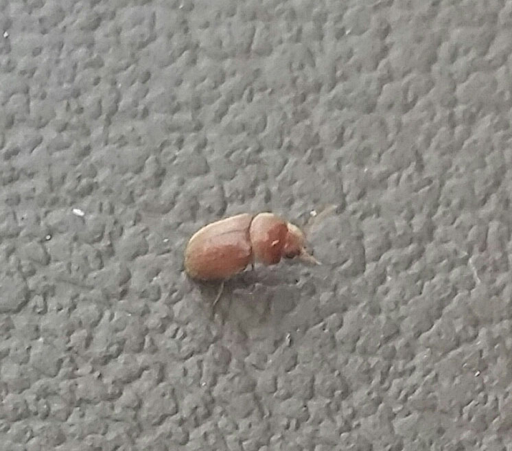 tiny beetle bugs in basement